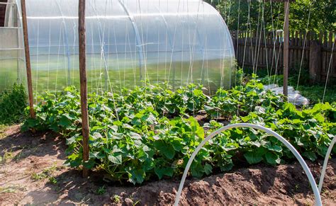 Cómo hacer un invernadero casero y cultivar tus propios alimentos