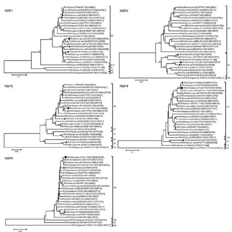 Phylogenetic Trees Of The Full Length Nucleotide Sequences Of The Group