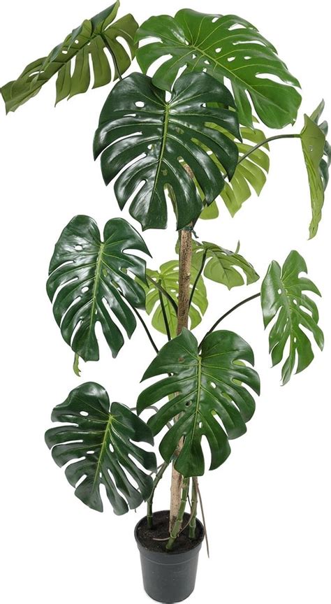 Виды монстеры фото и названия