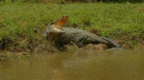 Cute Crocodile Videos: Download 1,323+ Free 4K & HD Stock Footage Clips ...