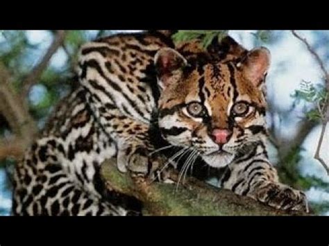 Jaguatirica Leopardus Pardalis Youtube