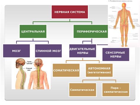 Периферическая Нервная Система Презентация Лучшая Фото Подборка