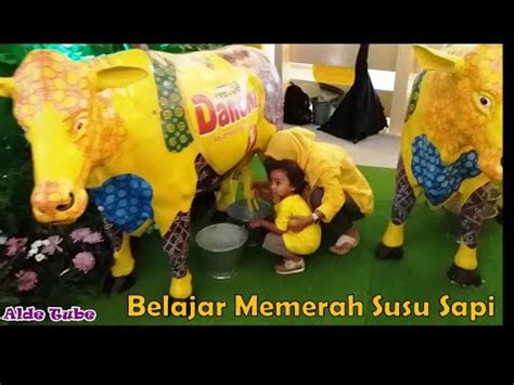 Belajar Memerah Susu Sapi Mengenal Suara Hewan Sapi Youtube