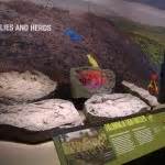 Alaska Dinosaur Exhibit Opens In Dallas Museum - Alaska Public Media