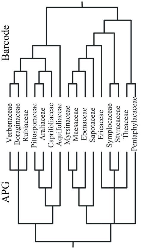 A comparison of the family-level relationships within the Asterid ...