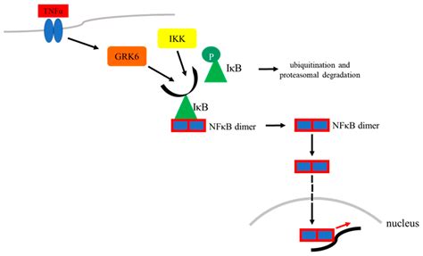 Ijms Free Full Text The Role Of G Protein Coupled Receptor Kinase 6 Regulation In