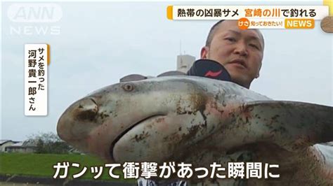 宮崎市の川で凶暴なオオメジロザメ釣り上げる 体長1 2m 海水温上昇で北上か ライブドアニュース