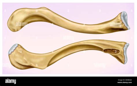 Clavicle Anatomy - Anatomical Charts & Posters