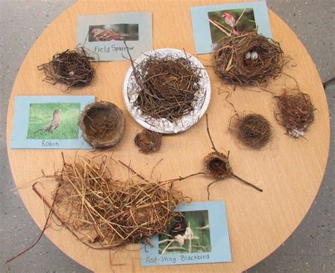 Bird Nests And Birds Forest School Activities Spring Birds Spring