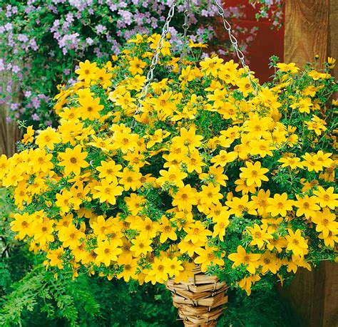 Биденс: посадка и уход в открытом грунте, выращивание из семян