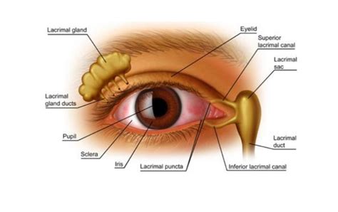 Dacryoadenitis: Causes, Symptoms and Treatment | OBN