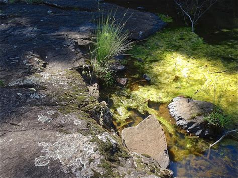 Algae And Rock Details By The Creek Obi Obi Creek Maleny Flickr