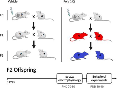 Frontiers Transgenerational Sex Dependent Disruption Of Dopamine