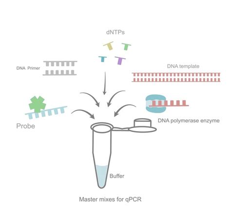 Dna Template Polymerase Enzyme Royalty Free Images Stock Photos