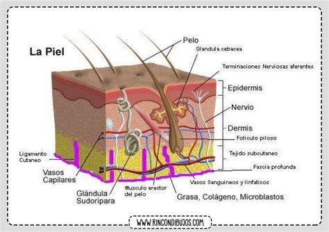 Partes De La Piel Humana Estructura Y Partes De La Piel