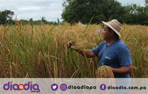 Nueva Variedad De Arroz Con La Adaptabilidad Y Estabilidad En La