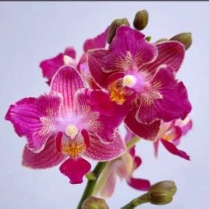 z Out Of Stock: Phal.Tying Shin Smart Peloric | Dayaz Orchidarium
