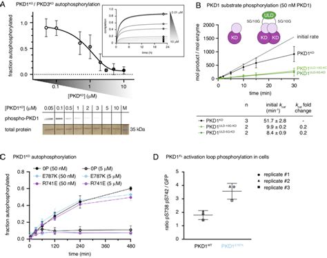 Dimerization of the kinase domain is autoinhibitory. (A) Radiometric ... 