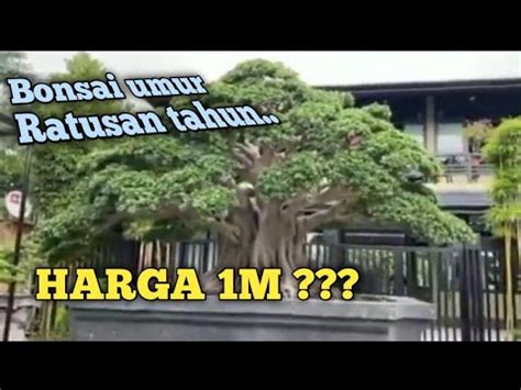 Bonsai Beringin Dollar Legend YouTube