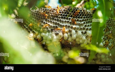 Hexagonal Cells With Larva Of Common Yellow Wasp Or Ropalidia Marginata Exposed Center Of Wasp