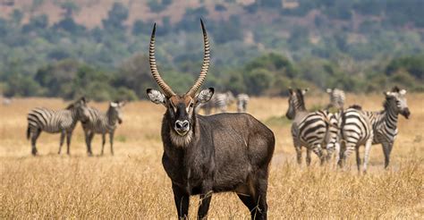 Akagera National Park In Rwanda