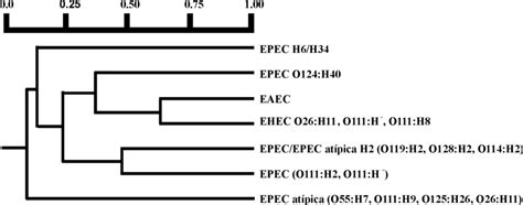 Simplified Dendrogram Of 71 Strains Of Enteropathogenic Escherichia Download Scientific Diagram