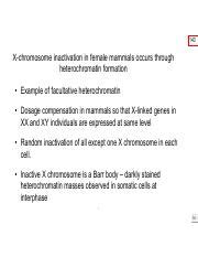 101BWk4 2 Pdf 143 X Chromosome Inactivation In Female Mammals Occurs