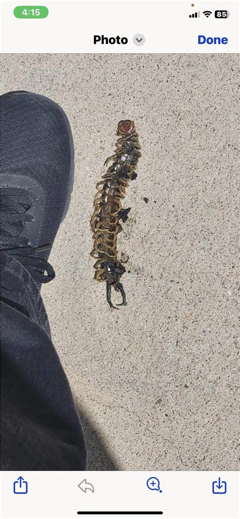 Centipede identification : r/whatsthisbug