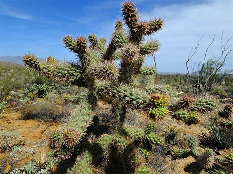 Cylindropuntia Cactaceae Image At Phytoimages Siu Edu