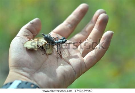 Insects That Look Scary Harmless Stock Photo Shutterstock