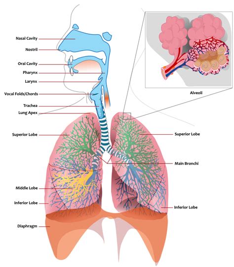 Respiratory System - ONLINE FIRST AID - COURSES AND TRAINING 