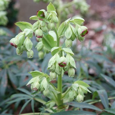 Buy Stinking Hellebore Helleborus Foetidus