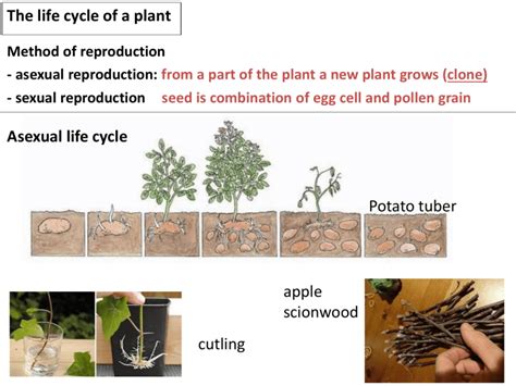 Apple Life Cycle