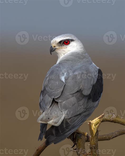 Black Winged Kite Or Elanus Caeruleus Observed Near Nalsarovar In