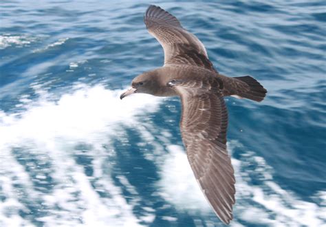 Westland Petrel Procellaria Westlandica Brian Gratwicke Flickr