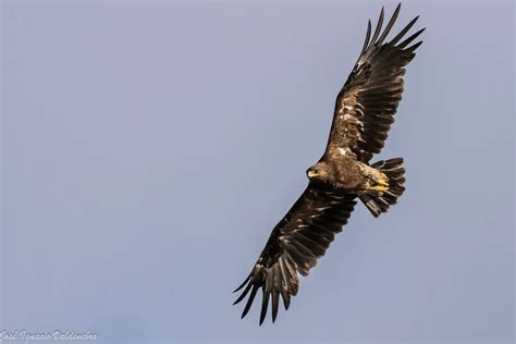 Aves de rapiña Tipos especies y sus características