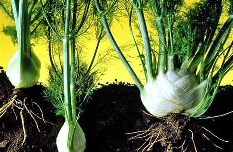 Стержневая корневая система - класс и параллельное жилкование