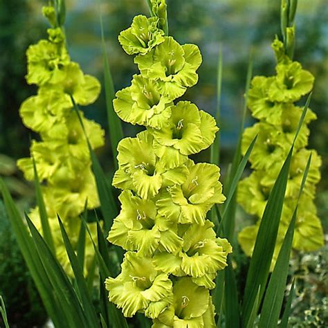 ‘green Star Gladiolus Bulbs