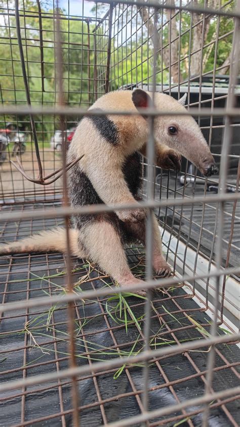 Tamanduá gambá jacaré Polícia Militar resgata quase 300 animais