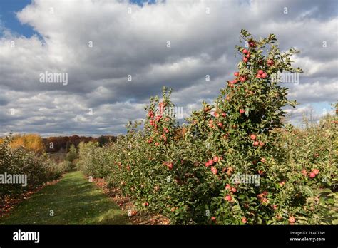 Apple Orchard In Upstate New York Apples On A Tree Branch Stock