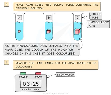 Agar Blocks Practical Aqa A Level Biology Revision Notes