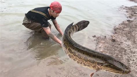 野外發現個乾魚塘，邊上藏著不少大鱔魚，連著抓了好幾條，幾百塊一斤太驚喜鱔哥二娃打野農村戶外趕海fyp Youtube