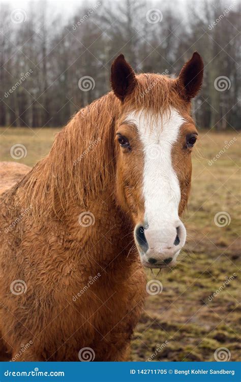 Wet Brown White Horse In A Field Portrait Stock Image Image Of