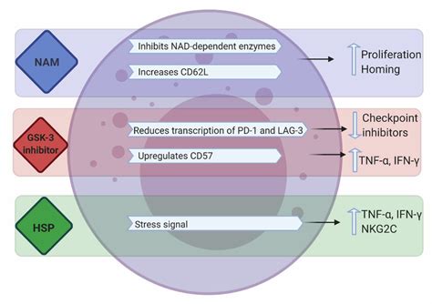 Effects Of Nam Gsk Inhibition And Hsps On Nk Cell Function Nam