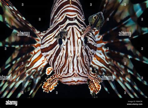 Red Lionfish Pterois Volitans Marovo Lagoon Solomon Islands Stock