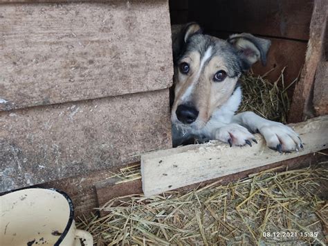 Сбор средст на лекарства для болеющих собак. Вы с нами? ⚡💙 | Приют для ...