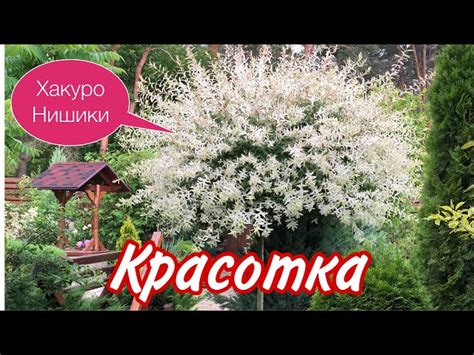 Хакура Санада демонстрирует свои прелести – Telegraph