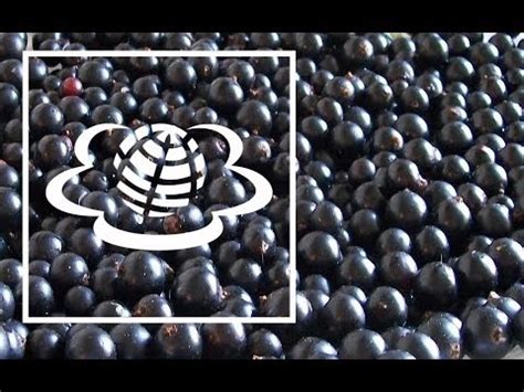 Смородина - YouTube