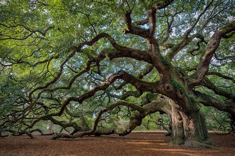 What Is A Live Oak Tree 