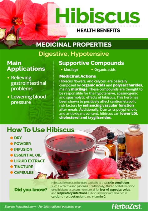 What Is The Importance Of Hibiscus Flower Best Flower Site